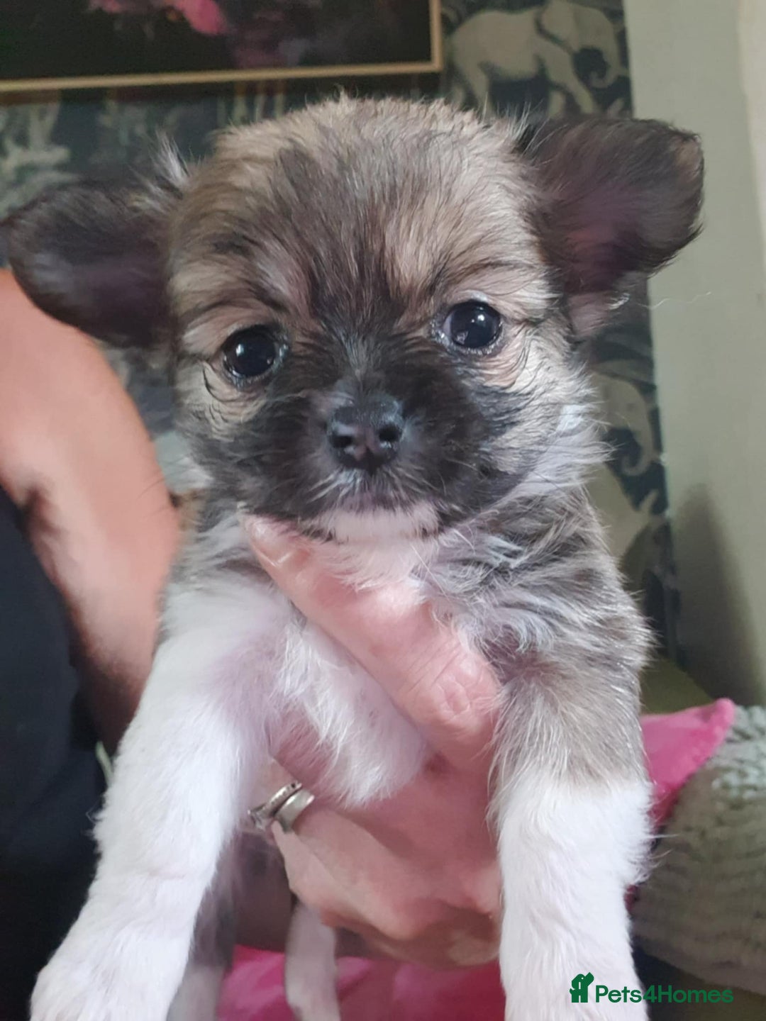 Chihuahua dogs for sale: Tricoloured Long Coat Chihuahua - Image 1