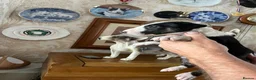 English Bull Terrier dogs for sale: English bull terrier puppies - Advert 12