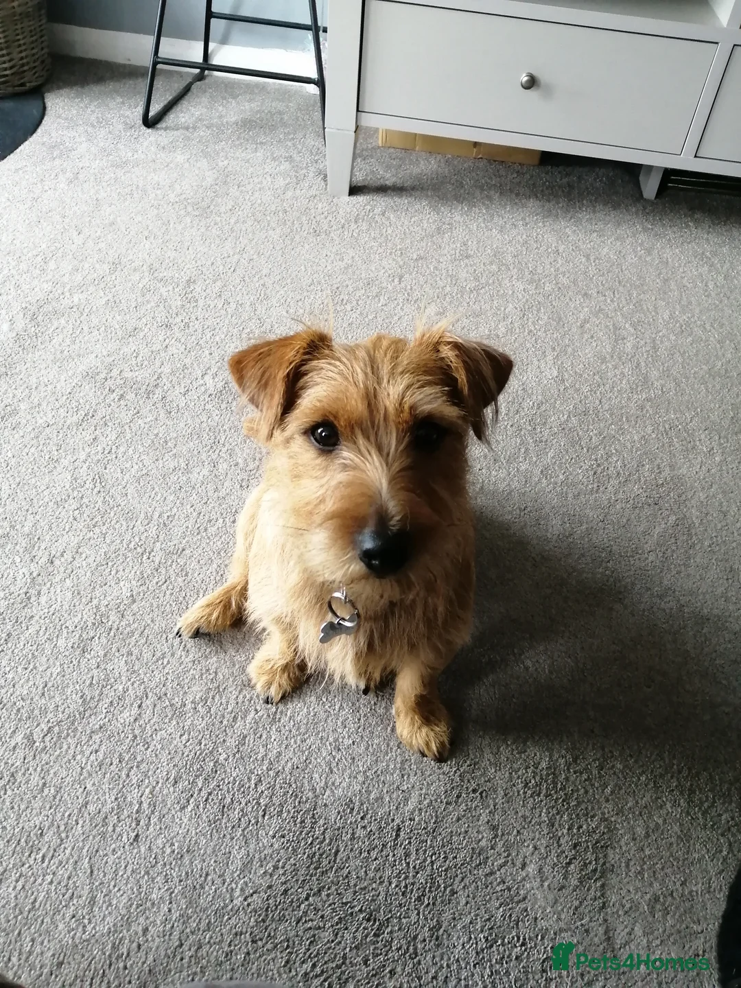 Mixed Breed dogs for sale: Loving home wanted - Advert 2