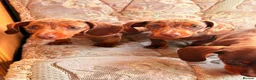 Dachshund dogs for sale: Miniature dapple dashound puppies ready now  - Advert 22