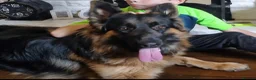 German Shepherd dogs for sale: German Shepherd - Reluctant Rehoming - Advert 1