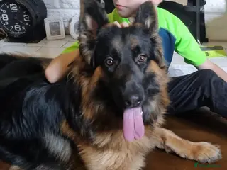 German Shepherd dogs German Shepherd - Reluctant Rehoming - Advert 1