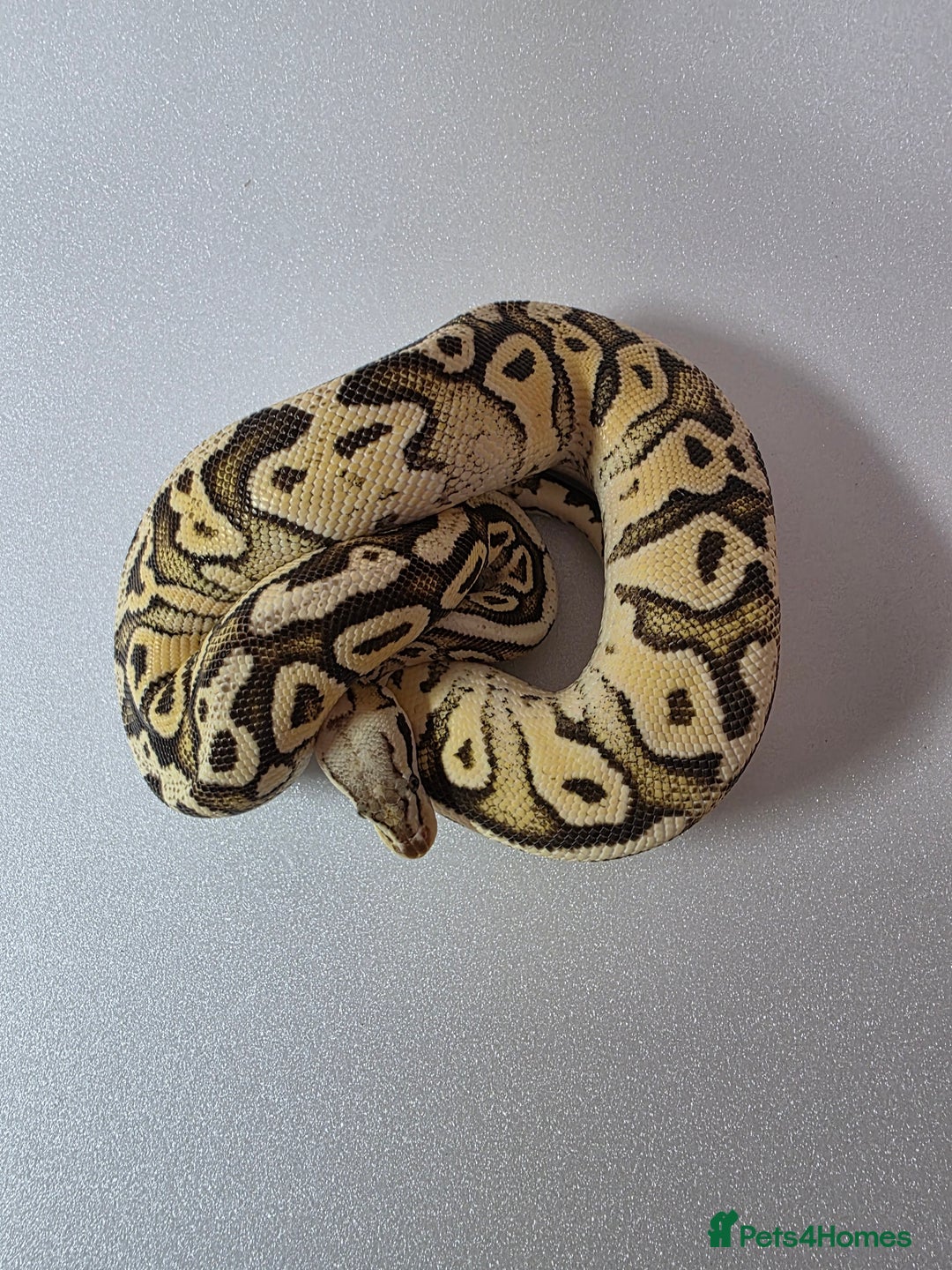 Snake reptiles for sale: Ball pythons  - Advert 22