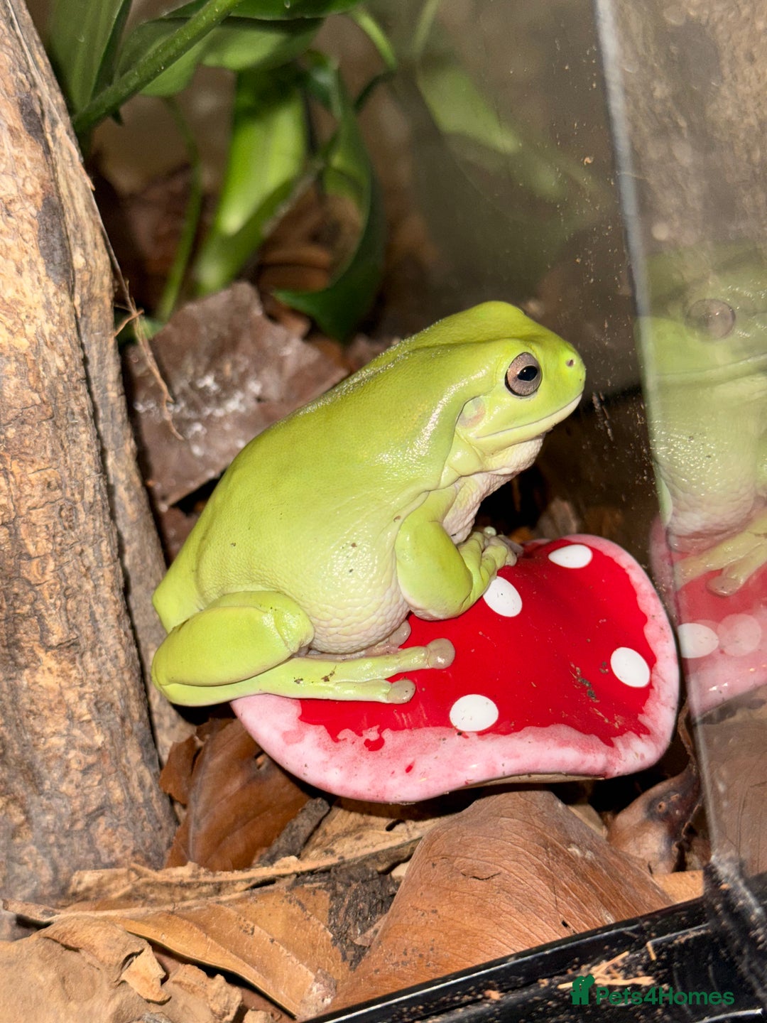 Frog reptiles for sale: Whites tree frogs with bioactive set up  - Image 2