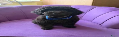 BLUE - one of the smallest in the litter