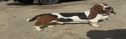 Basset Hound dogs for stud: Stunning Basset Hound for stud in Rhayader - Advert 2