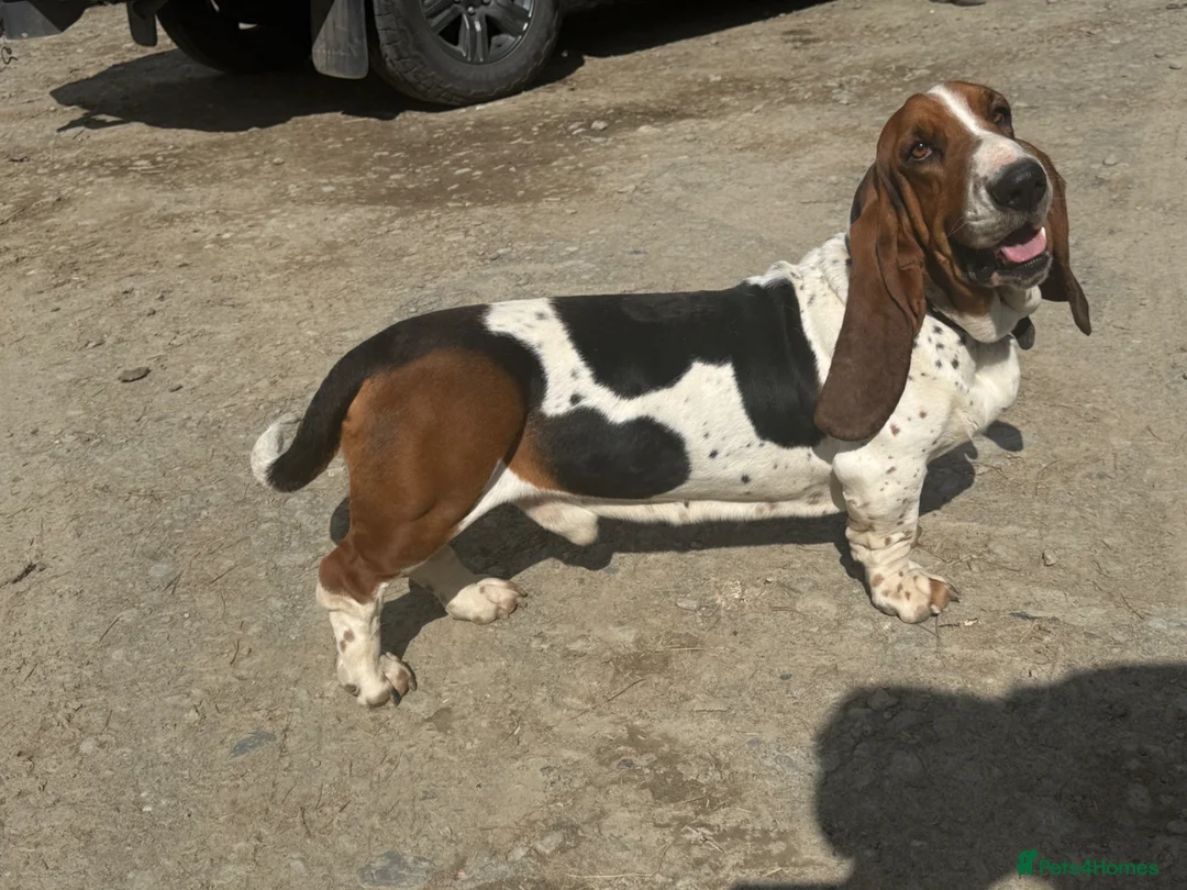 Basset Hound dogs for stud: Stunning Basset Hound for stud in Rhayader - Advert 2