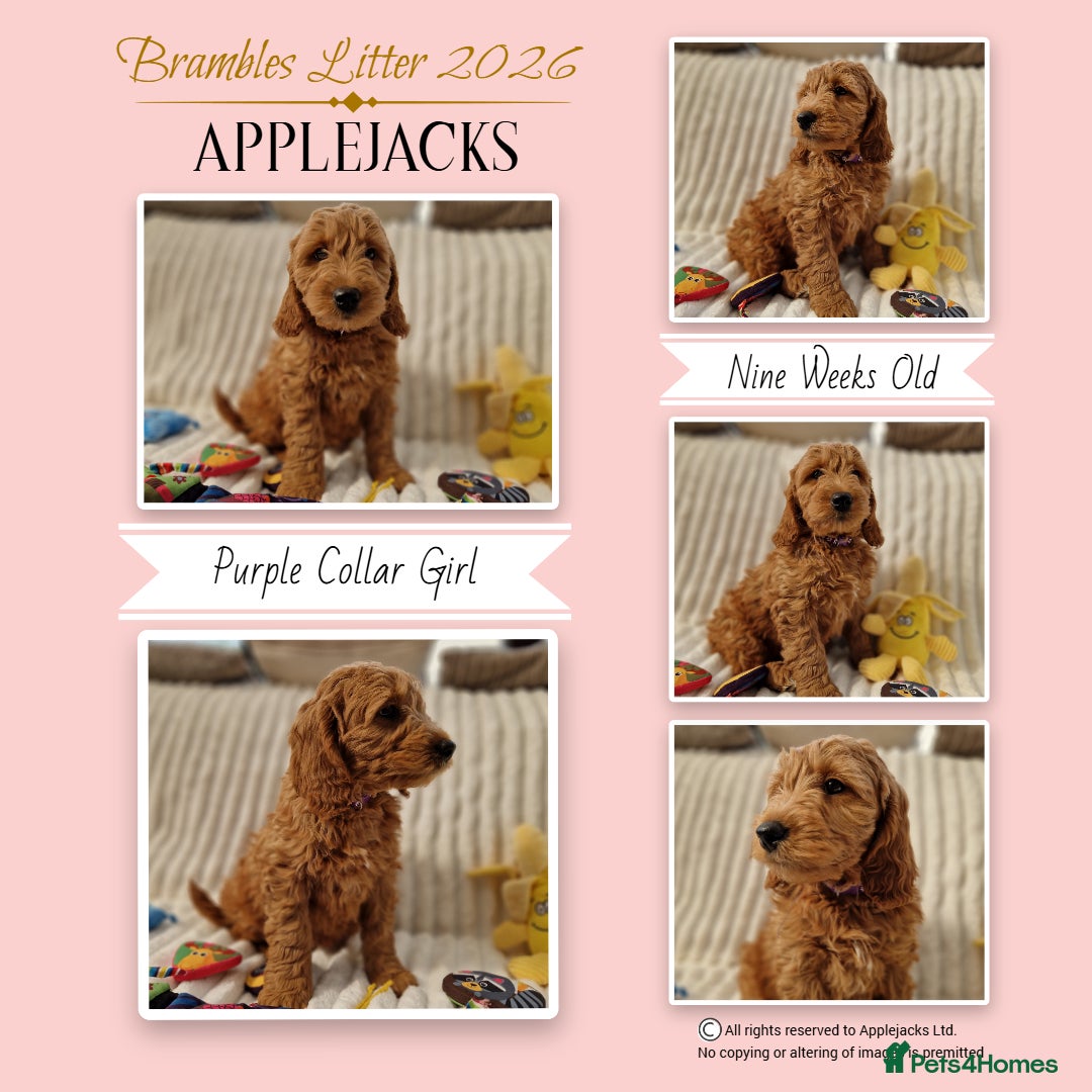 Goldendoodle dogs F1 Goldendoodle puppies ready now  - Advert 2