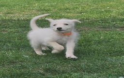 Mixed Breed dogs for sale: F1 Shepadoodle Puppies in Boston - Image 16