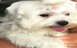 Maltese dogs for sale: Beautiful Female Maltese - Half Korean  - Image 2
