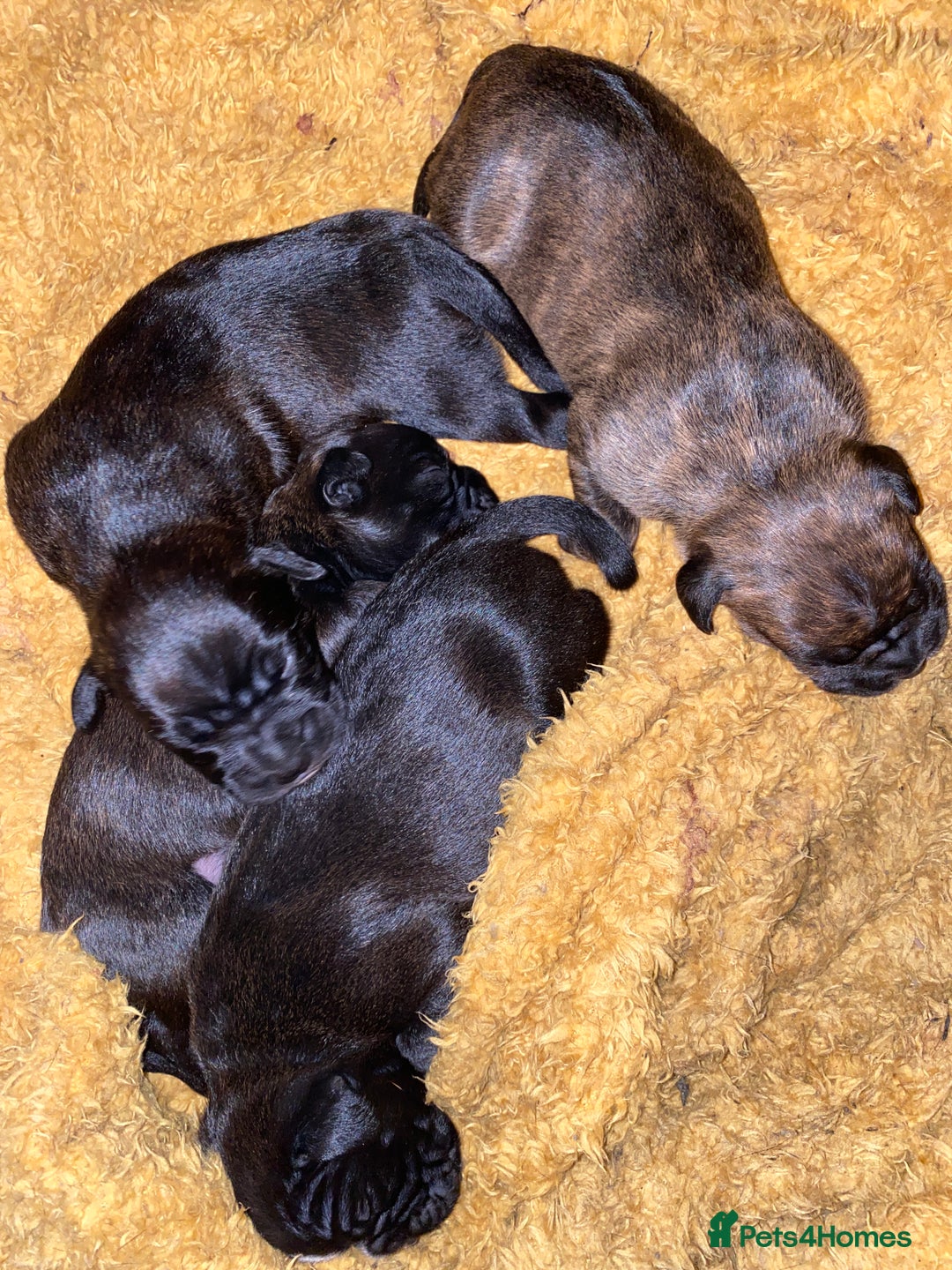 Mixed Breed dogs for sale: 🤩 mum kc boxer dad mini boxer 5 pups rare 🤩 - Advert 18