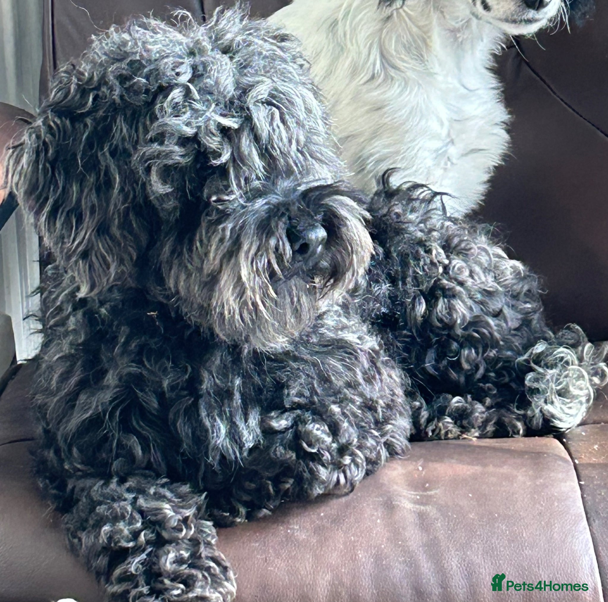 Cockapoo dogs Male cockapoo - Advert 1