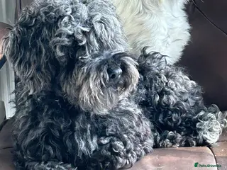 Cockapoo dogs Male cockapoo - Advert 1