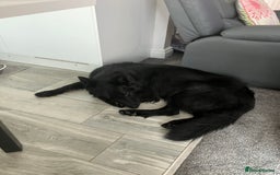 German Shepherd dogs for sale: Molly - Image 3