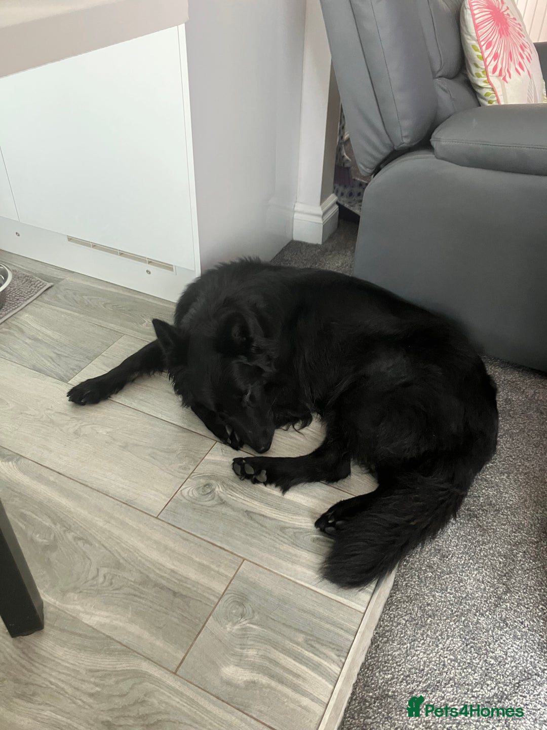 German Shepherd dogs for sale: Molly - Image 3