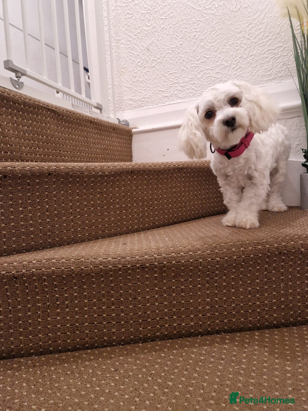 Bichon Frise dogs for sale: Playful Bichon Fries  - Advert 2