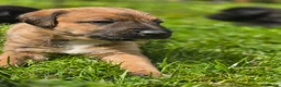 Mixed Breed dogs for sale: Bedlington whippet. Woody & Paddy - Advert 5