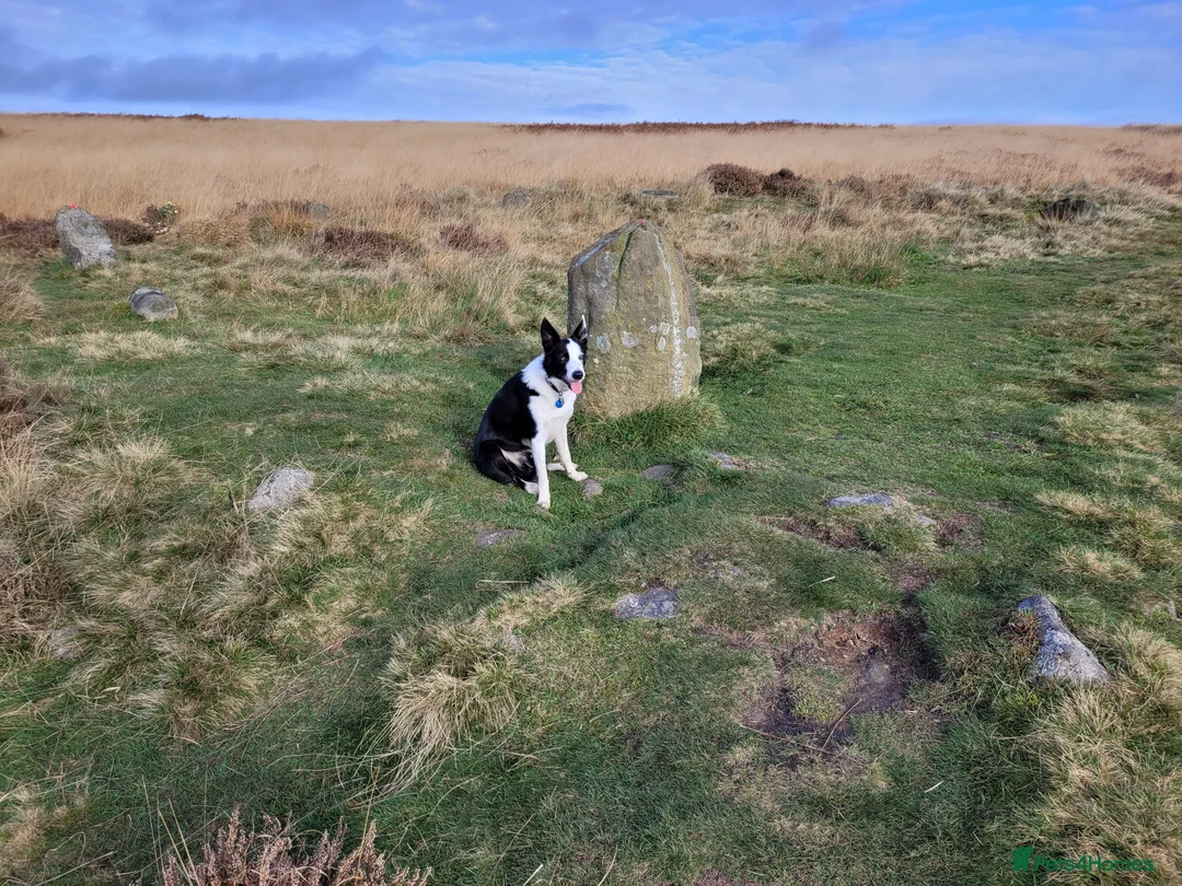 Border Collie dogs for stud: Milo for stud (PROVEN) in Chesterfield - Advert 34