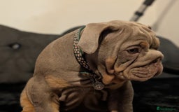 English Bulldog dogs for sale: English bulldog  - Image 14