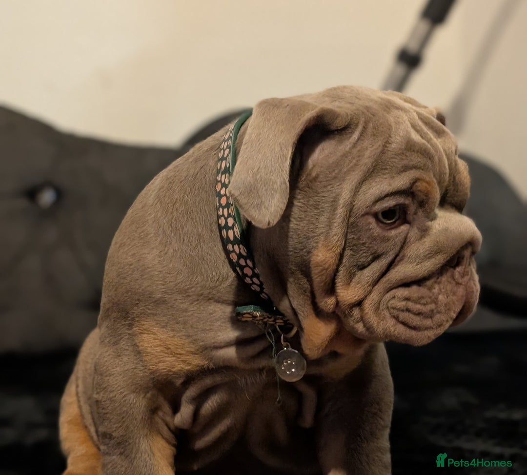 English Bulldog dogs for sale: English bulldog  - Image 14