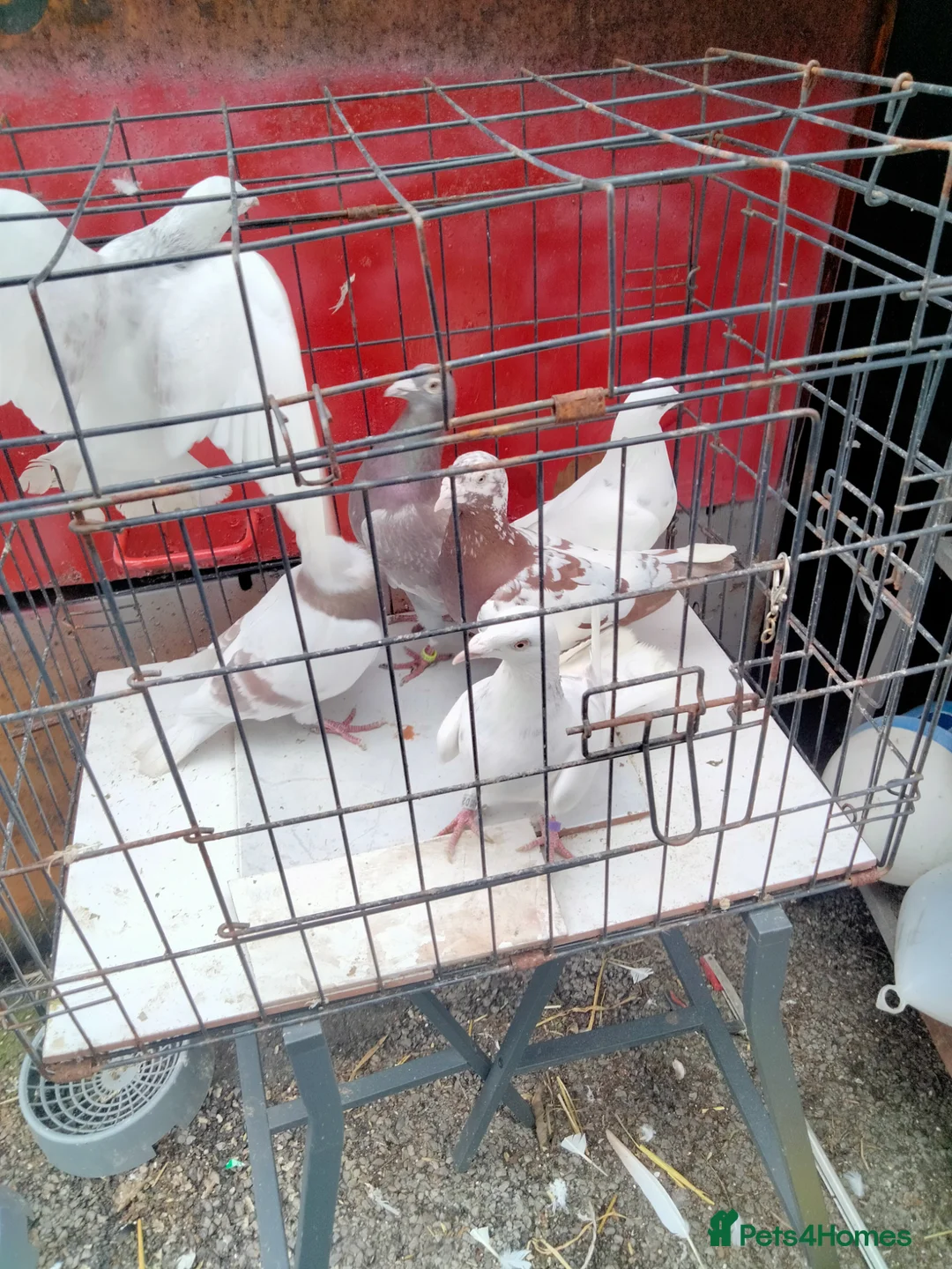 Pigeons birds for sale: Pigeones for sale  - Advert 1