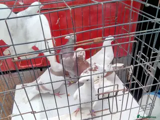 Pigeons birds Pigeones for sale - Advert 1