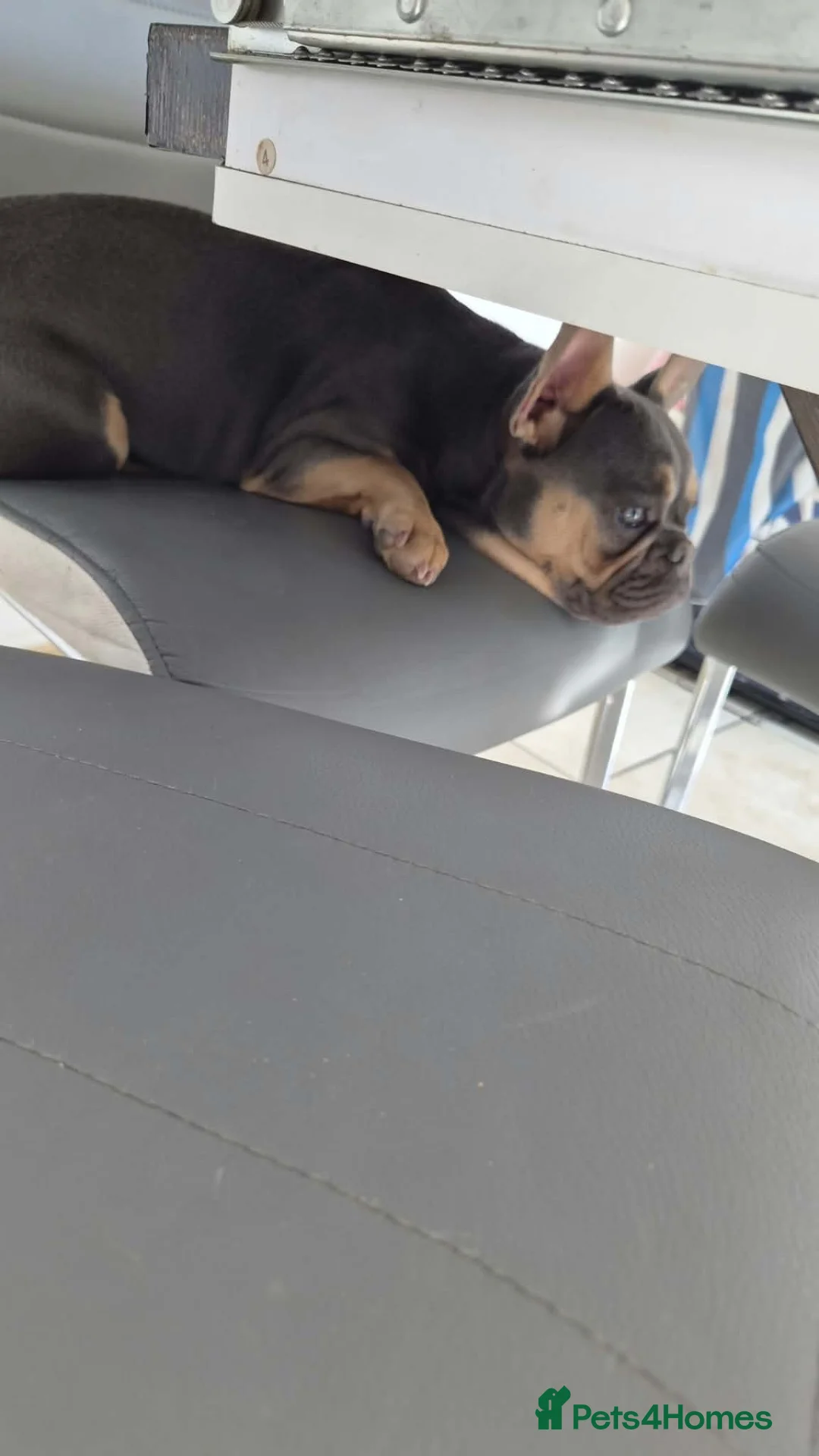 French Bulldog dogs for sale: 11 month old French bulldog puppy - Advert 8