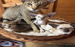 Siamese cats for sale: Siamese and orientals - Image 1