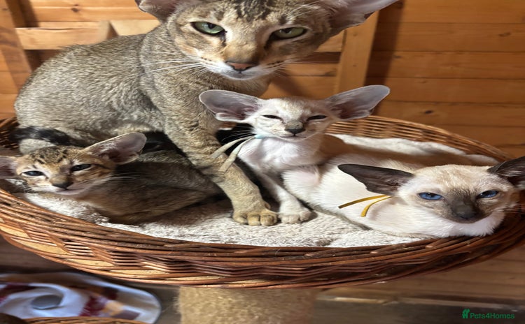 Siamese cats - Advert 7