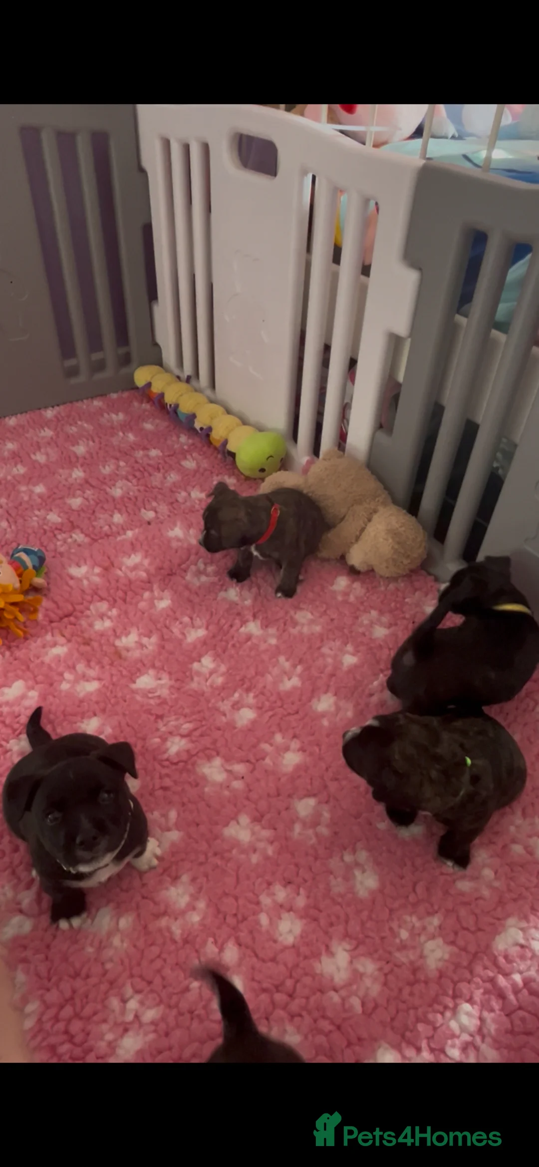 Jack Russell dogs for sale: Jack Russell highland terrier puppies 6 weeks old - Advert 15