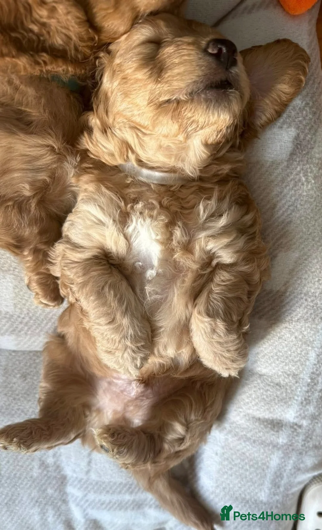 Cockapoo dogs for sale: F2 cockapoo puppy ready for his forever home - Advert 4