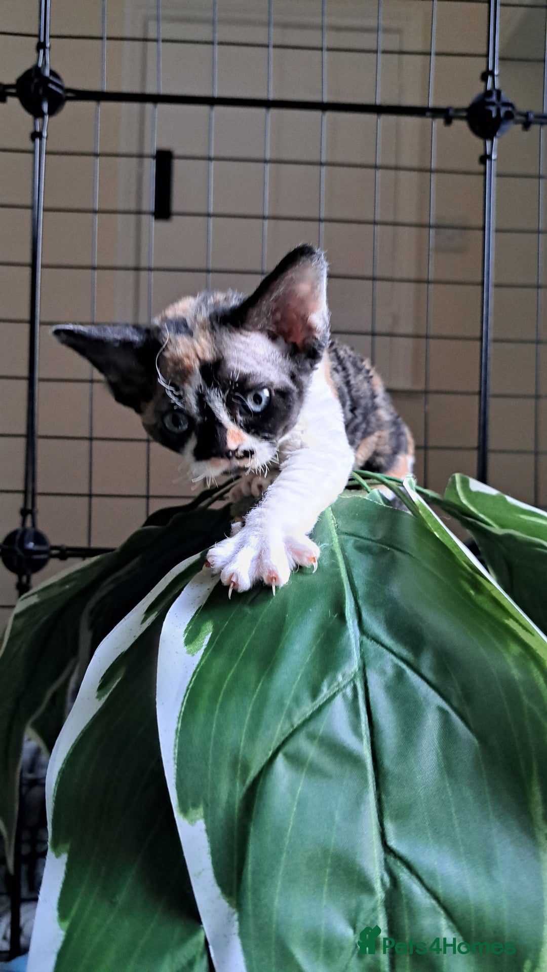 Devon Rex cats for sale: Beautiful Devon Rex babys - Advert 9