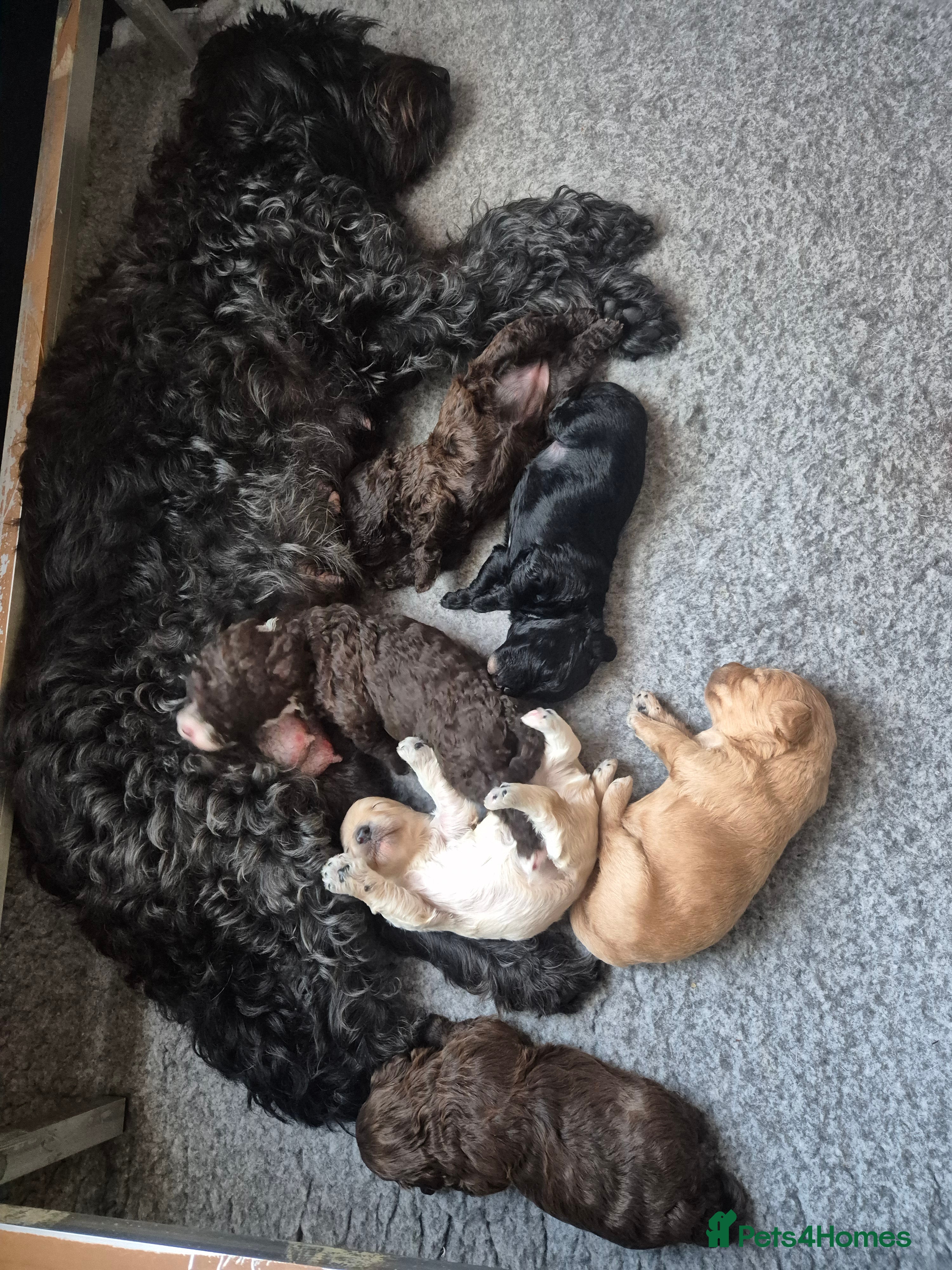 Labradoodle dogs Stunningly adorable f2b labradoodles! - Advert 5