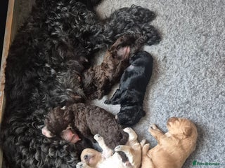 Labradoodle dogs Stunningly adorable f2b labradoodles! - Advert 1
