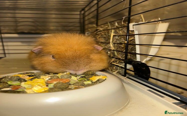 Guinea Pig rodents - Advert 14