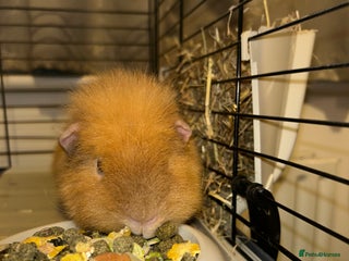 Guinea Pig rodents - Advert 25
