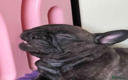 French Bulldog dogs for sale: Home-Reared French Bulldog Puppies – KC Registered - Image 5