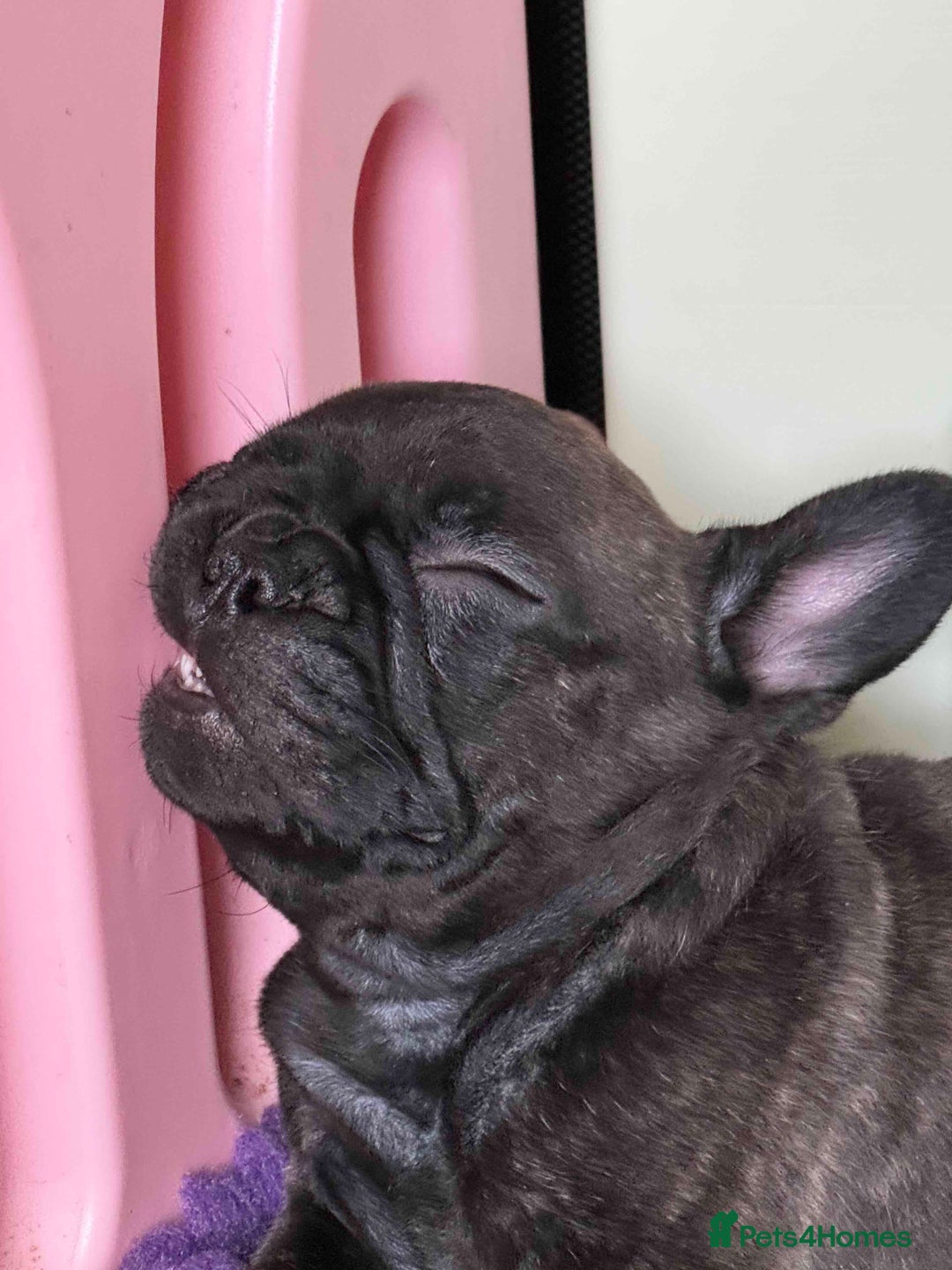 French Bulldog dogs for sale: Home-Reared French Bulldog Puppies – KC Registered - Image 5