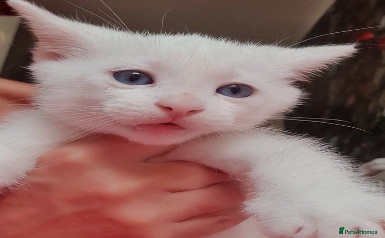 Turkish Angora cats - Advert 1