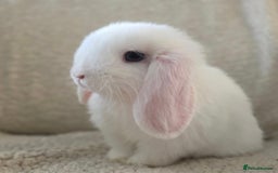 Mini Lop rabbits for sale: Pure bred mini lop baby bunnies - Image 8