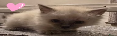 Ragdoll Kitten 2