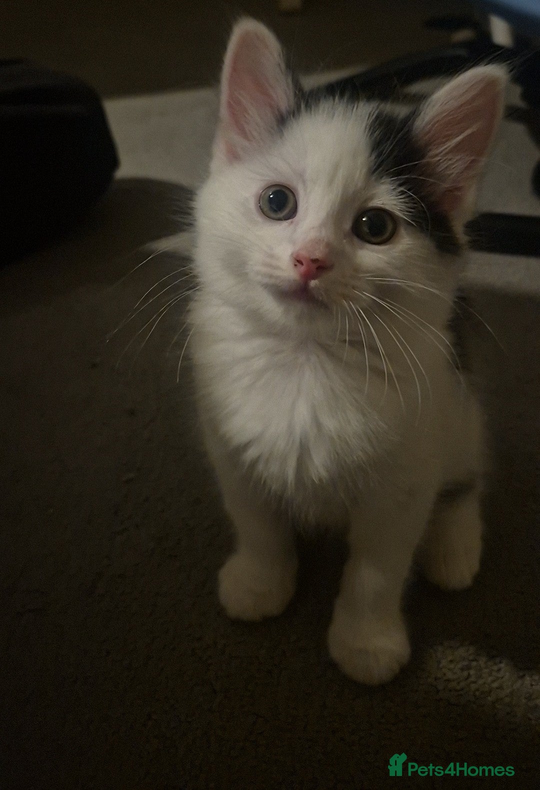 Domestic Shorthair cats 3 short hair 1 long hair domestic kittens  - Advert 3