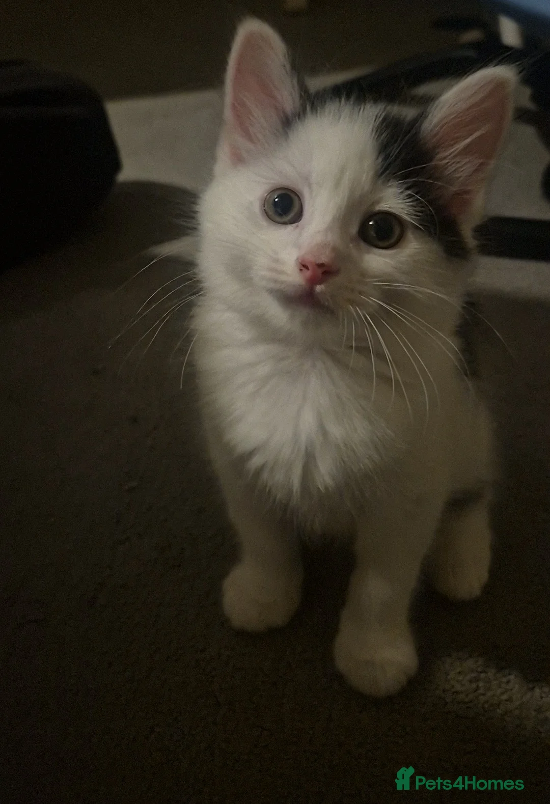 Domestic Shorthair cats for sale: 3 short hair 1 long hair domestic kittens  - Advert 1