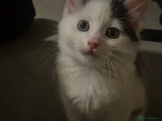 Domestic Shorthair cats 3 short hair 1 long hair domestic kittens - Advert 3