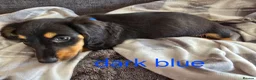 Dachshund dogs for sale: Miniature dachshunds  - Advert 3