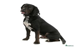 Bocker dogs for stud: Bocker (Spaniel/Beagle) for stud  in Bracknell - Image 9