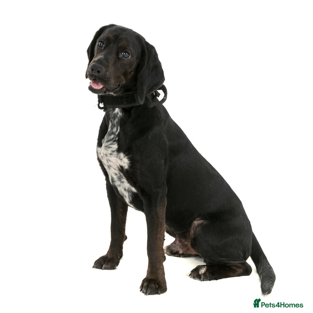 Bocker dogs for stud: Bocker (Spaniel/Beagle) for stud  in Bracknell - Image 9