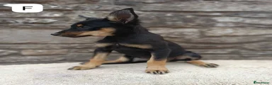 Mixed Breed 7