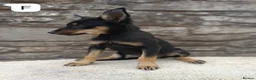 Mixed Breed dogs for sale: Huntaway X kelpie pups  - Advert 9