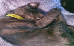 British Shorthair cats for sale: British Shorthair Kittens for sale - Image 3